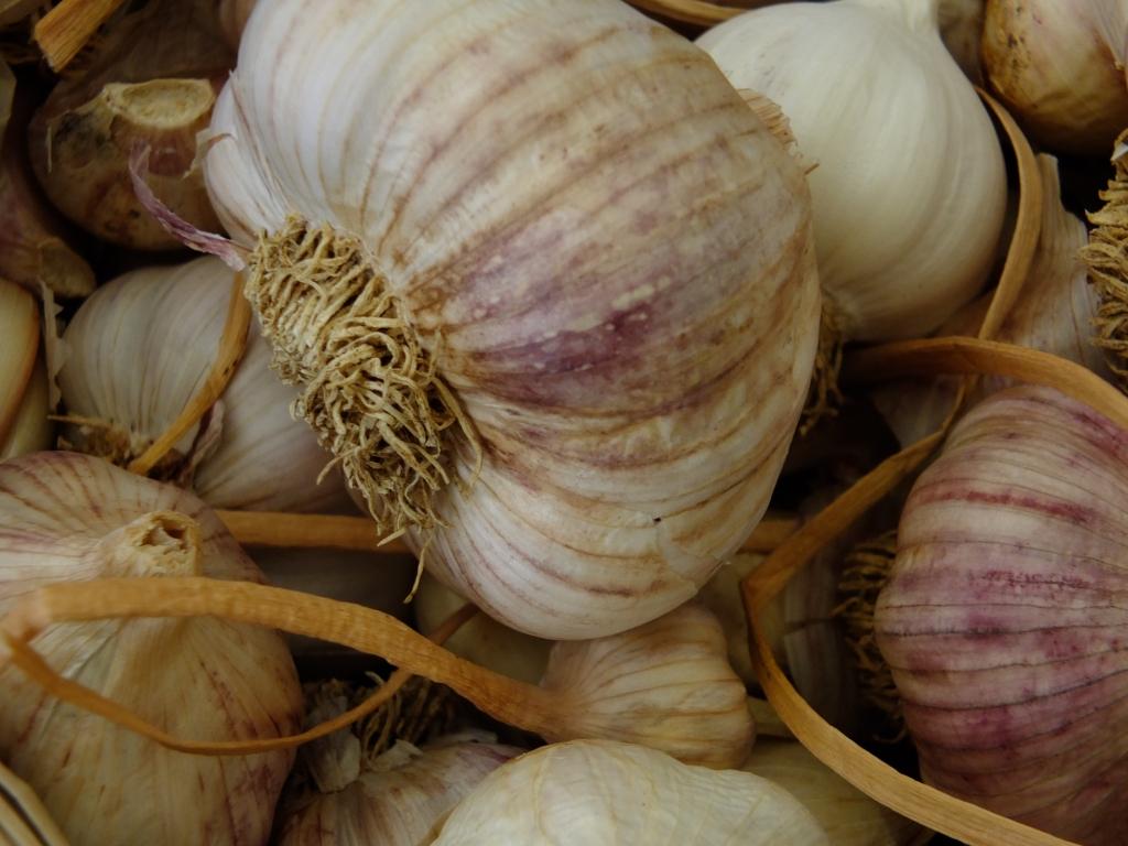A current review of the Australian Garlic Industry